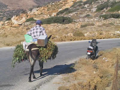Man on donkey