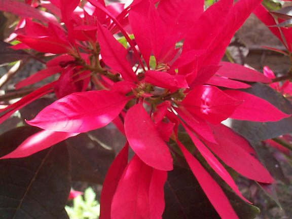 Kundiawa flowers