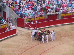 Horses for dead bull