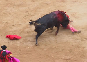 Matador getting  nailed HA