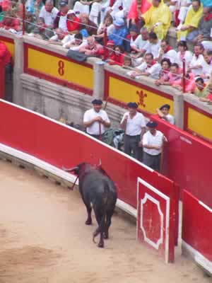 c_Bull about to die