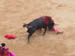 Matador getting  nailed HA
