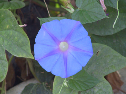 Flower closeup1