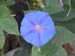 Flower closeup1