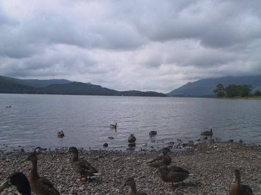 Grassmere ducks
