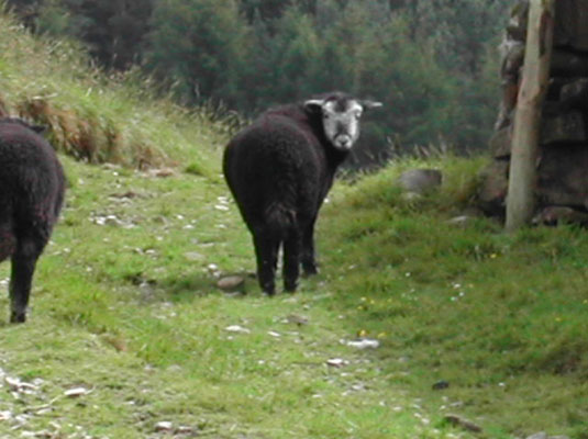 Angela's friend sheepy