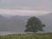 Tree in Ulllswater