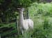 Llama at Ambleside