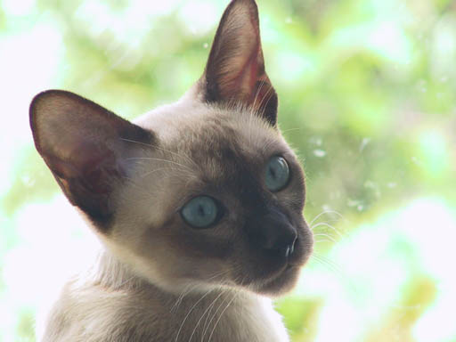 Kate's cat