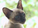 Kate's cat